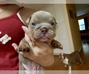 Bulldog Dog Breeder near PACE, FL, USA