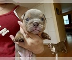 Small breeder photo