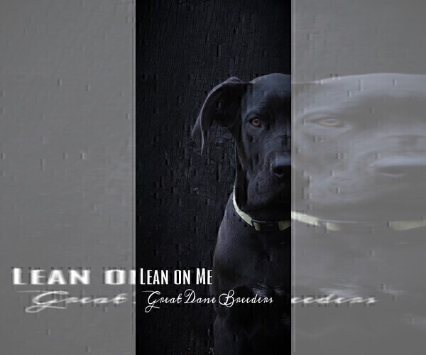 Medium Photo #1  Breeder Profile in YELLVILLE, AR, USA