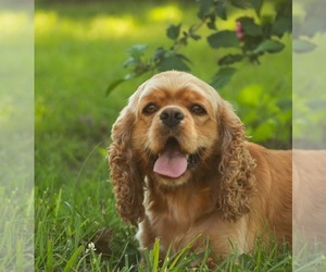 Cock-A-Poo Dog Breeder in VILLA RIDGE,  USA