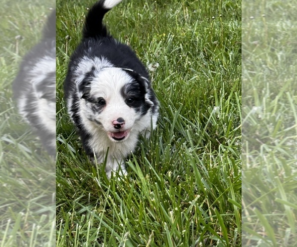 Medium Photo #20  Breeder Profile in SWANNANOA, NC, USA