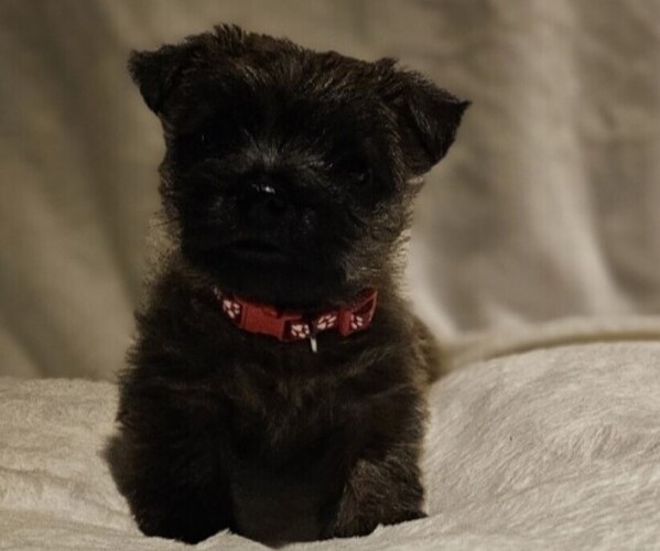 Medium Photo #5  Breeder Profile in FORNEY, TX, USA