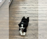 Small #2 Breeder Profile image
