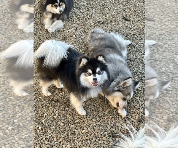 Medium Photo #11  Breeder Profile in CAVE CREEK, AZ, USA