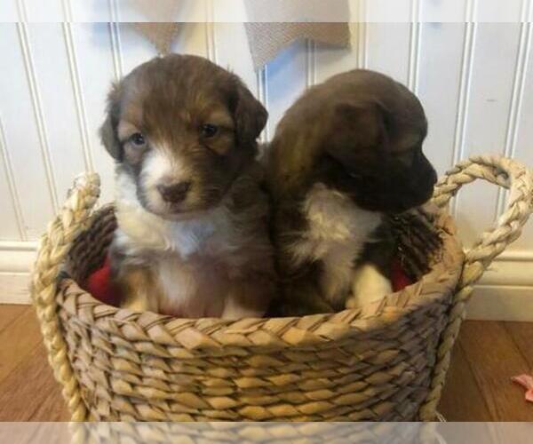 Medium Photo #6  Breeder Profile in CENTRALIA, IL, USA