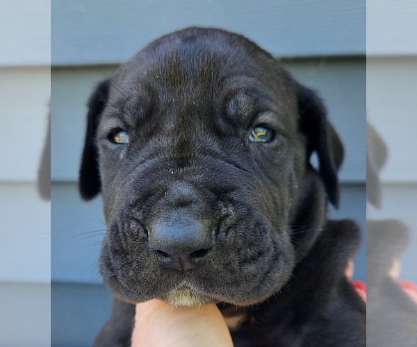 Medium Photo #7  Breeder Profile in MOUNT STERLING, KY, USA