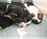 Small #19 Breeder Profile image
