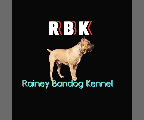 Medium Photo #1  Breeder Profile in JOLIET, IL, USA