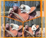 Small #11 Breeder Profile image