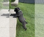 Small Photo #6  Breeder Profile in JOLIET, IL, USA