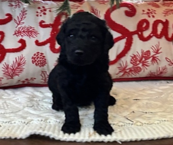 Medium Photo #19  Breeder Profile in DEXTER, MO, USA