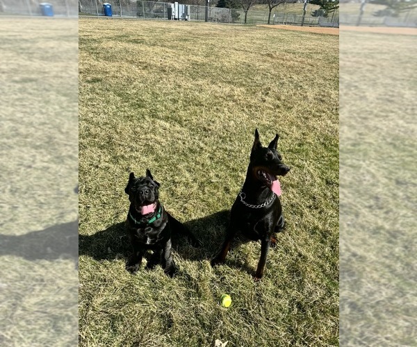 Medium Photo #15  Breeder Profile in PONSFORD, MN, USA
