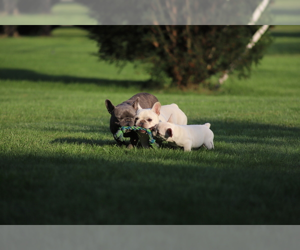 Medium Photo #1  Breeder Profile in STREETSBORO, OH, USA