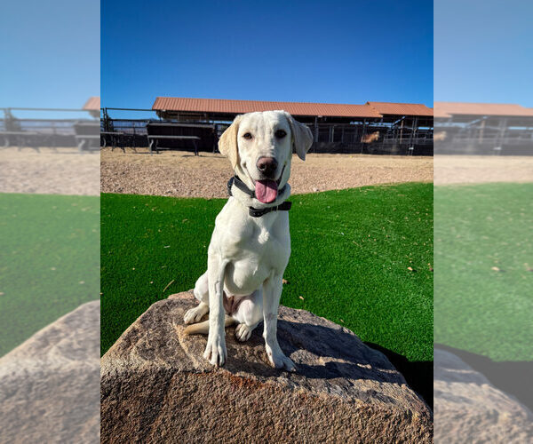 Medium Photo #9  Breeder Profile in LAS VEGAS, NV, USA