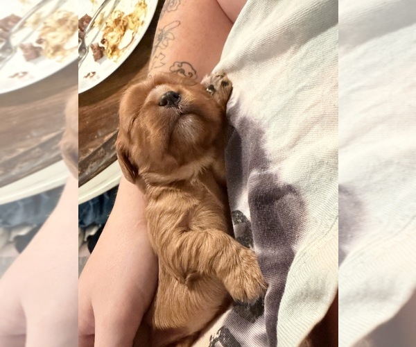 Medium Photo #7  Breeder Profile in WAXAHACHIE, TX, USA