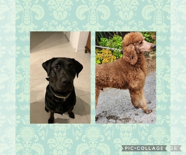 Medium Photo #1  Breeder Profile in WIMAUMA, FL, USA