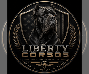Cane Corso Dog Breeder near BEAUMONT, CA, USA