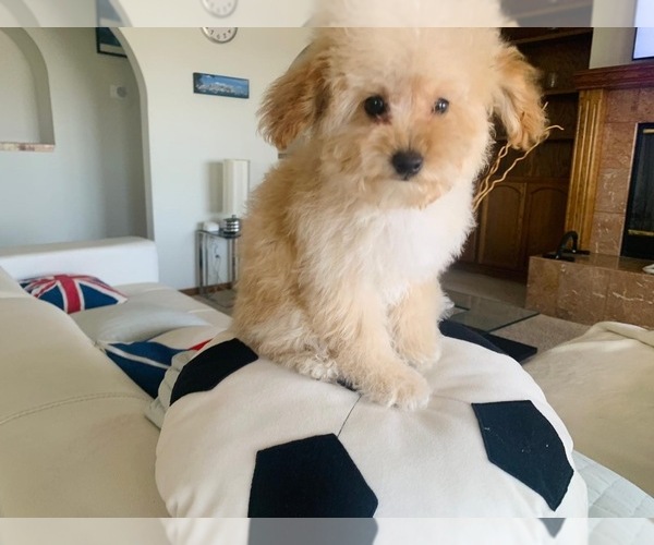 Medium Photo #13  Breeder Profile in VICTORVILLE, CA, USA