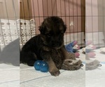 Small breeder photo