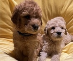 Small breeder photo