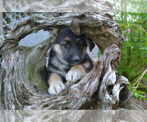 German Shepherd Dog Dog Breeder in GREENWOOD, Wisconsin USA