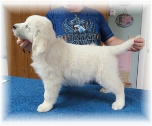 Golden Retriever Dog Breeder near TWO RIVERS, WI, USA