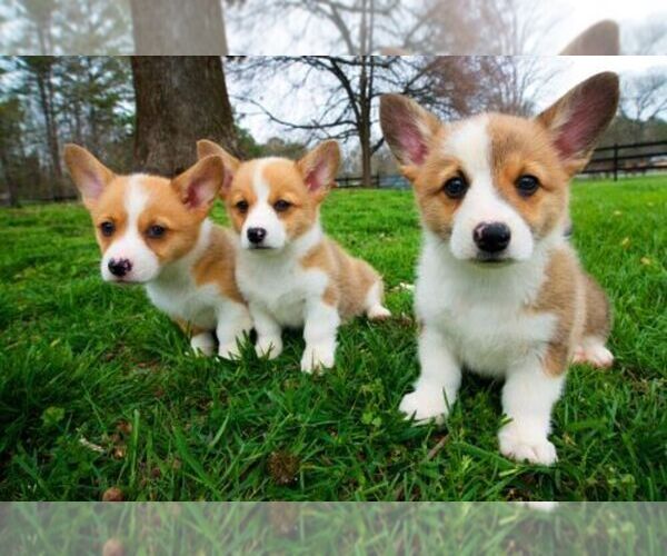 Medium Photo #1  Breeder Profile in HONEY BROOK, PA, USA