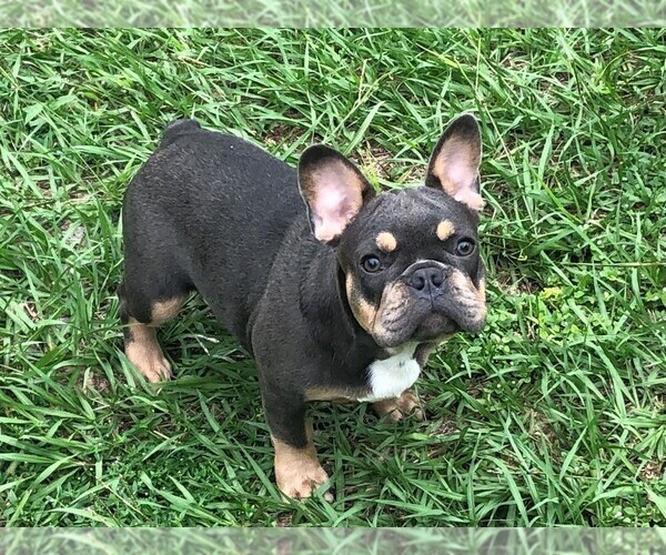 Medium Photo #1  Breeder Profile in SEBRING, FL, USA