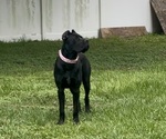 Small breeder photo