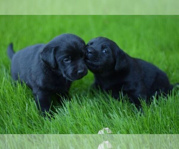 Medium Photo #1  Breeder Profile in SAEGERTOWN, PA, USA