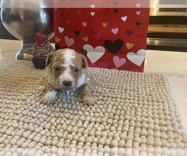 Medium Photo #3  Breeder Profile in ALBEMARLE, NC, USA