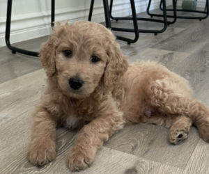 Double Doodle Dog Breeder near VALENCIA, CA, USA