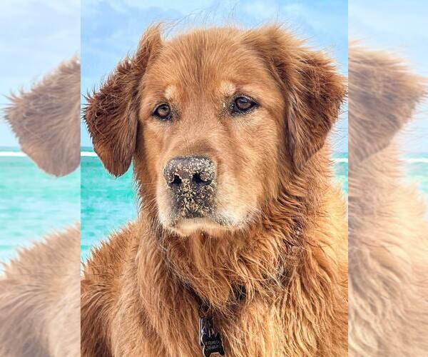Medium Photo #1  Breeder Profile in WEST MIDDLESEX, PA, USA