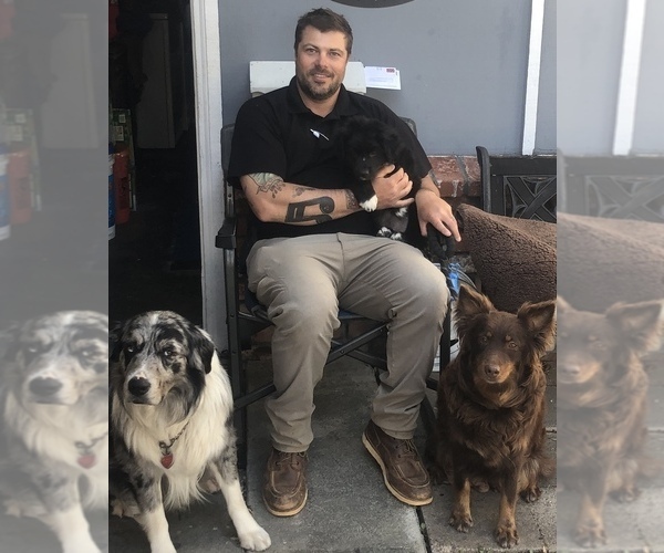 Medium Photo #47  Breeder Profile in SUNNYVALE, CA, USA