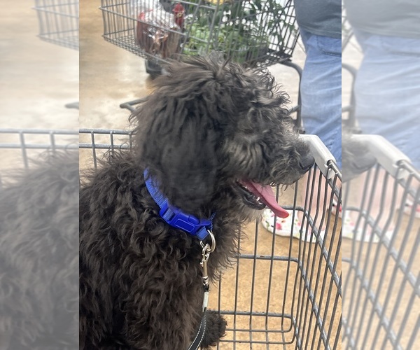 Medium Photo #7  Breeder Profile in DRESDEN, TN, USA