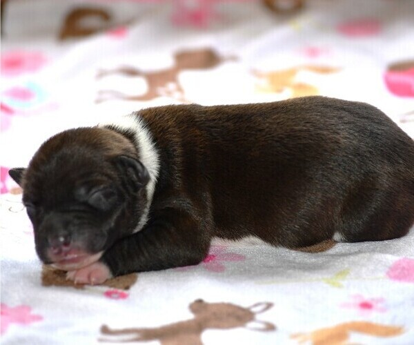 Medium Photo #5  Breeder Profile in PETERSBURG, PA, USA