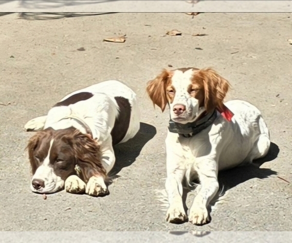 Medium Photo #9  Breeder Profile in MOHAWK, NY, USA