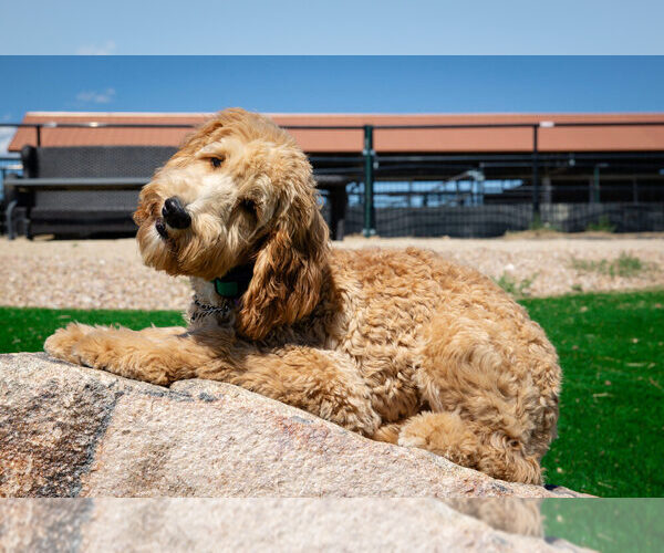 Medium Photo #4  Breeder Profile in LAS VEGAS, NV, USA