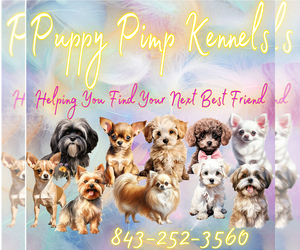 Chihuahua Dog Breeder near EFFINGHAM, SC, USA