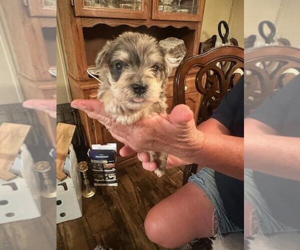 Medium Photo #12  Breeder Profile in OCILLA, GA, USA