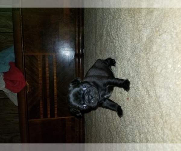 Medium Photo #1  Breeder Profile in BRIDGEPORT, IL, USA
