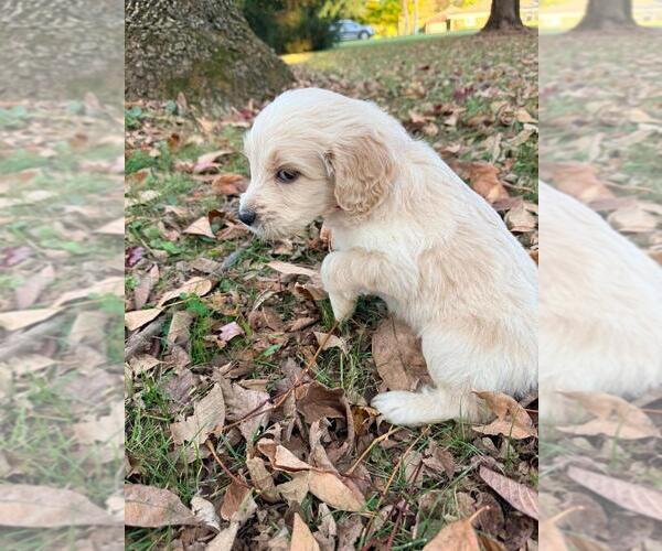 Medium Photo #6  Breeder Profile in MIDDLETOWN, OH, USA