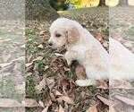 Small #5 Breeder Profile image
