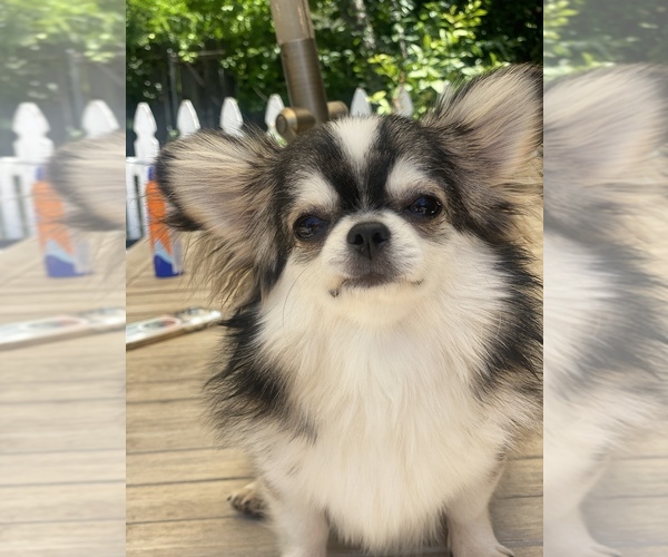 Medium Photo #1  Breeder Profile in CITRUS HEIGHTS, CA, USA