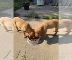 Small #20 Breeder Profile image