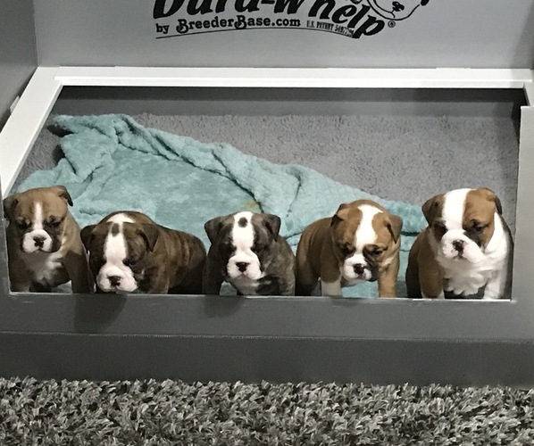 Medium Photo #1  Breeder Profile in OAK RIDGE N, TX, USA