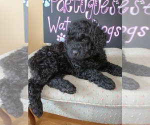 Portuguese Water Dog Dog Breeder near CALHOUN, GA, USA