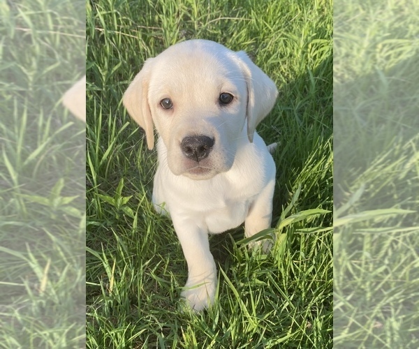 Medium Photo #1  Breeder Profile in MINOCQUA, WI, USA
