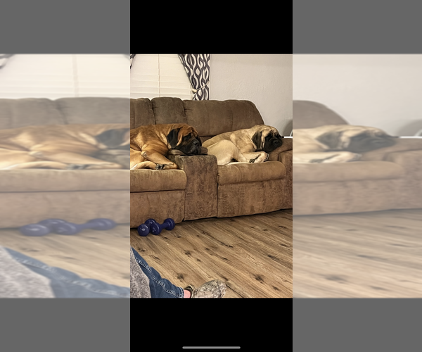 Medium Photo #7  Breeder Profile in ENID, OK, USA
