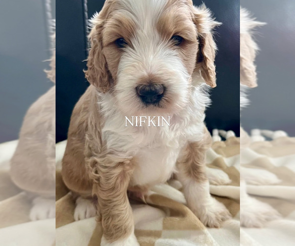 Medium Photo #2  Breeder Profile in GRAND JCT, CO, USA
